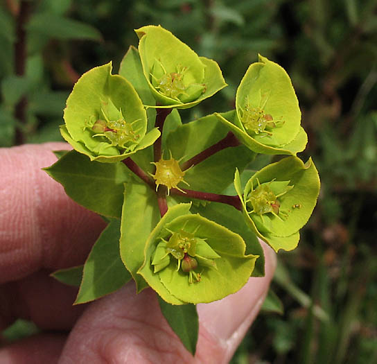 Detailed Picture 3 of Euphorbia terracina