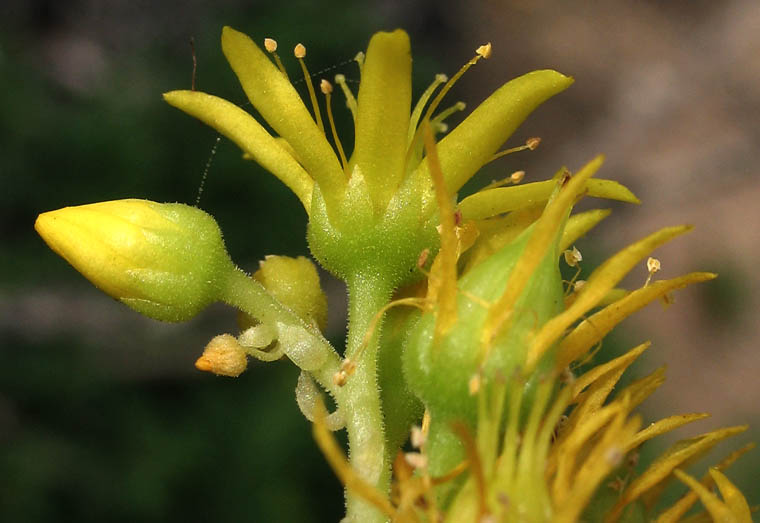 Detailed Picture 2 of Aeonium arboreum
