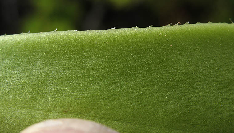 Detailed Picture 9 of Aeonium arboreum