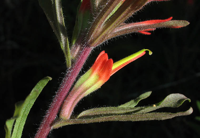 Detailed Picture 4 of Castilleja affinis ssp. affinis
