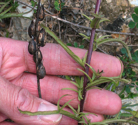 Detailed Picture 8 of Castilleja affinis ssp. affinis
