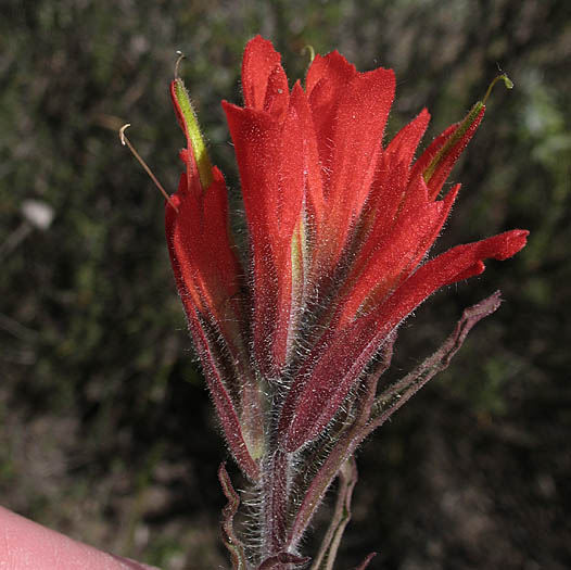 Detailed Picture 2 of Castilleja affinis ssp. affinis