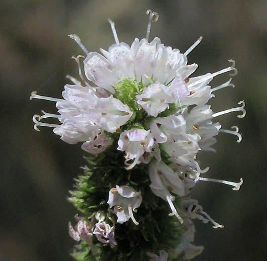 Detailed Picture 1 of Mentha spicata