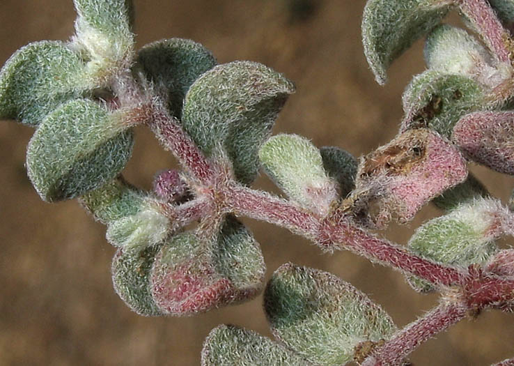 Detailed Picture 6 of Euphorbia melanadenia