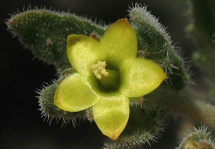 Detailed Picture 1 of Mentzelia micrantha