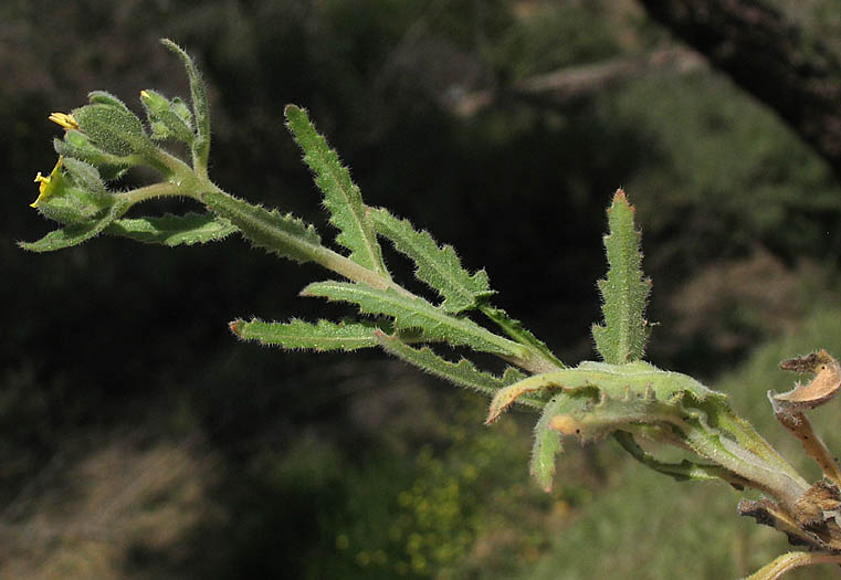 Detailed Picture 8 of Mentzelia micrantha