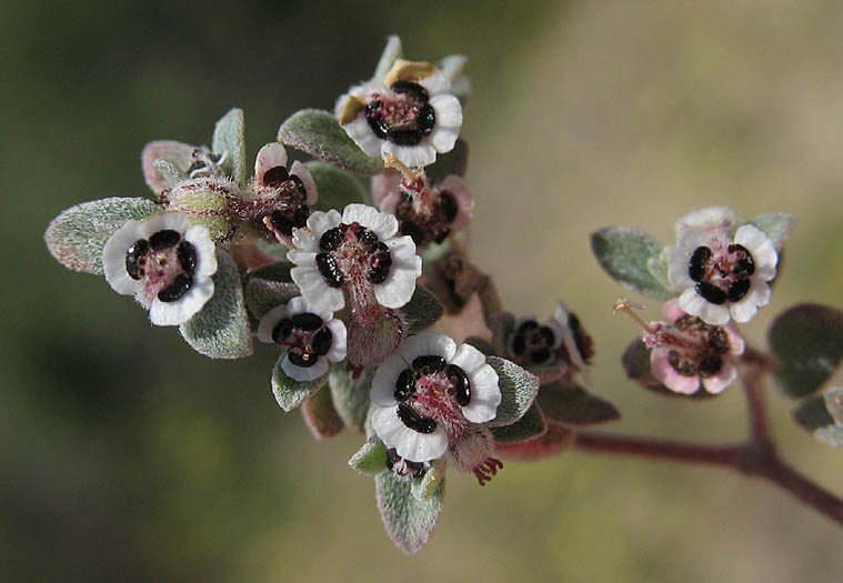 Detailed Picture 3 of Euphorbia melanadenia