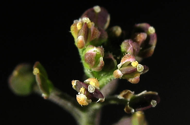 Detailed Picture 2 of Lepidium virginicum ssp. menziesii
