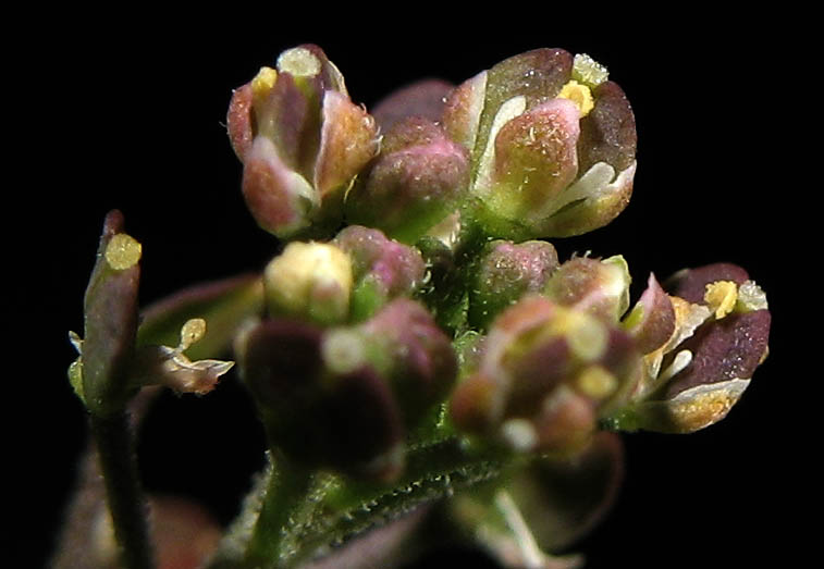 Detailed Picture 1 of Lepidium virginicum ssp. menziesii
