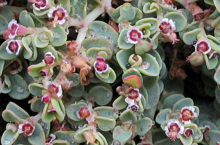 Detailed Picture 5 of Euphorbia polycarpa