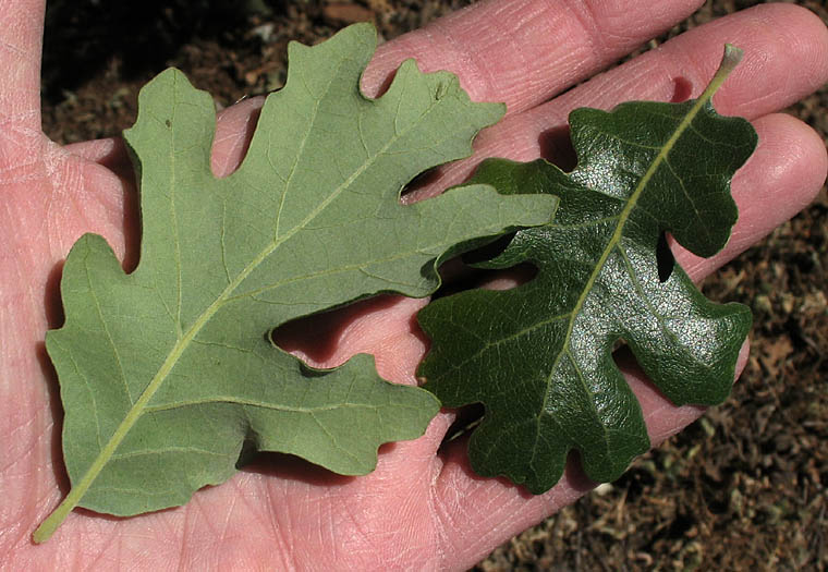 Detailed Picture 6 of Quercus lobata