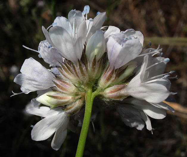 Detailed Picture 4 of Gilia capitata ssp. abrotanifolia
