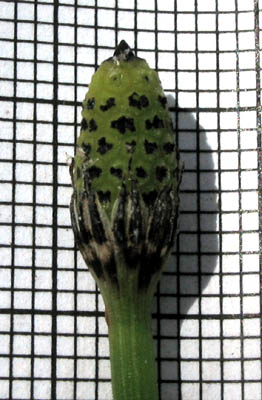 Detailed Picture 5 of Equisetum laevigatum