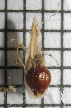 Detailed Picture 3 of Eleocharis macrostachya