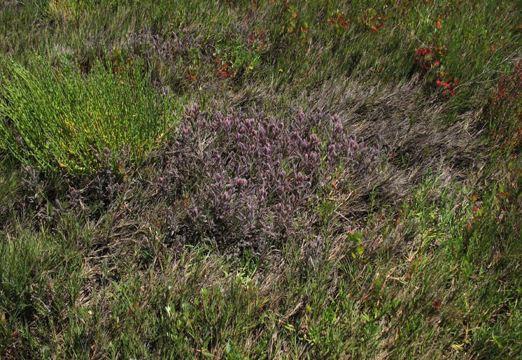 Detailed Picture 7 of Chloropyron maritimum ssp. maritimum