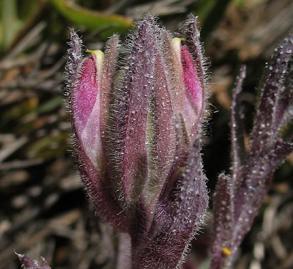 Detailed Picture 1 of Chloropyron maritimum ssp. maritimum
