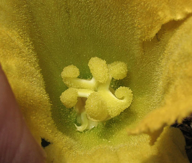Detailed Picture 2 of Cucurbita foetidissima
