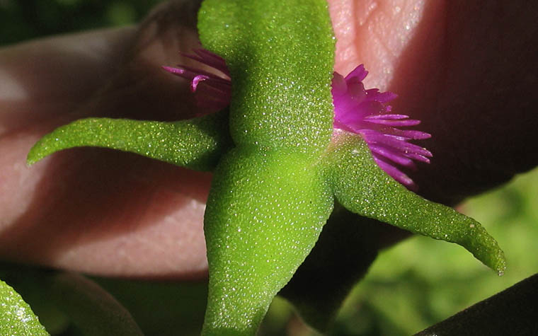 Detailed Picture 2 of Aptenia cordifolia