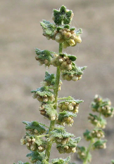 Detailed Picture 4 of Ambrosia acanthicarpa