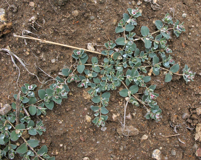 Detailed Picture 5 of Euphorbia albomarginata
