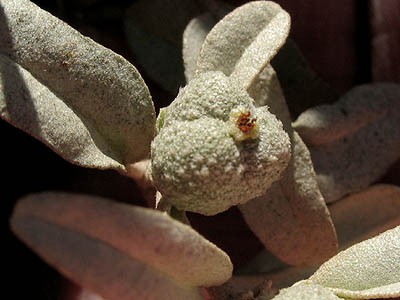 Detailed Picture 7 of Croton californicus