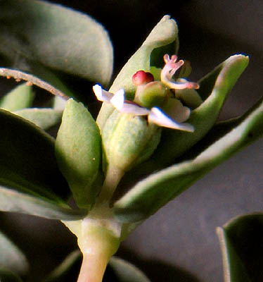 Detailed Picture 3 of Euphorbia albomarginata