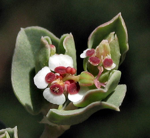 Detailed Picture 1 of Euphorbia albomarginata