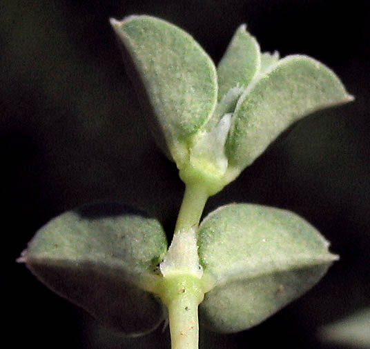 Detailed Picture 6 of Euphorbia albomarginata