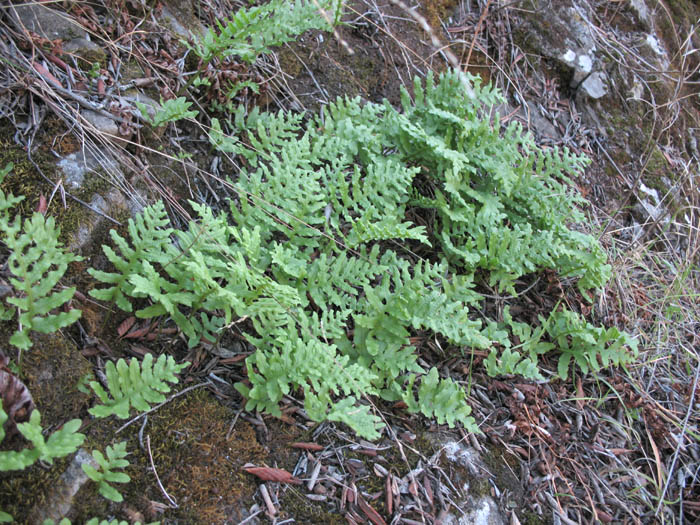 Detailed Picture 2 of Polypodium californicum