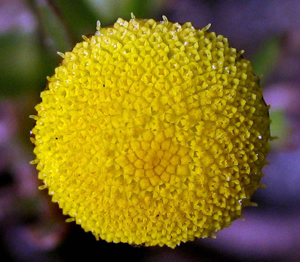 Detailed Picture 1 of Cotula coronopifolia