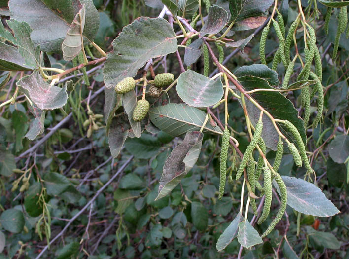 Detailed Picture 3 of Alnus rhombifolia