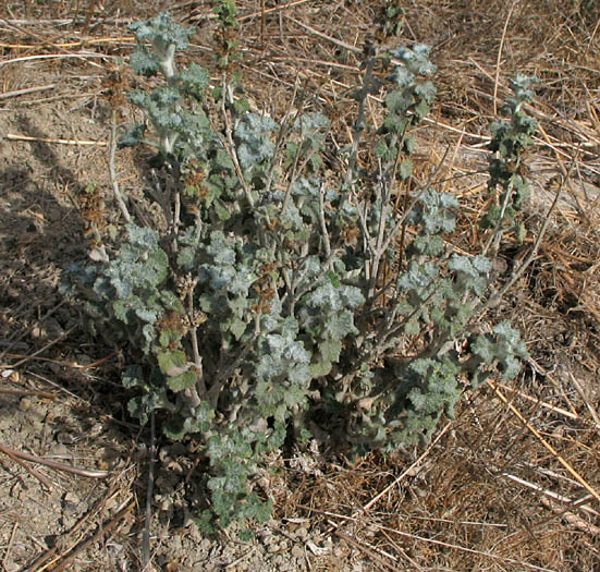 Detailed Picture 4 of Marrubium vulgare