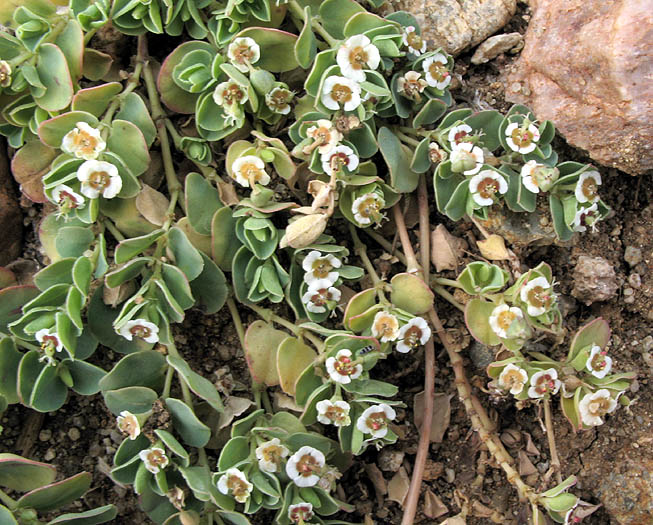 Detailed Picture 4 of Euphorbia albomarginata