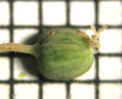 Detailed Picture 7 of Euphorbia albomarginata