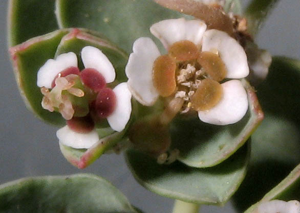 Detailed Picture 2 of Euphorbia albomarginata