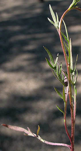 Detailed Picture 5 of Lepidium nitidum