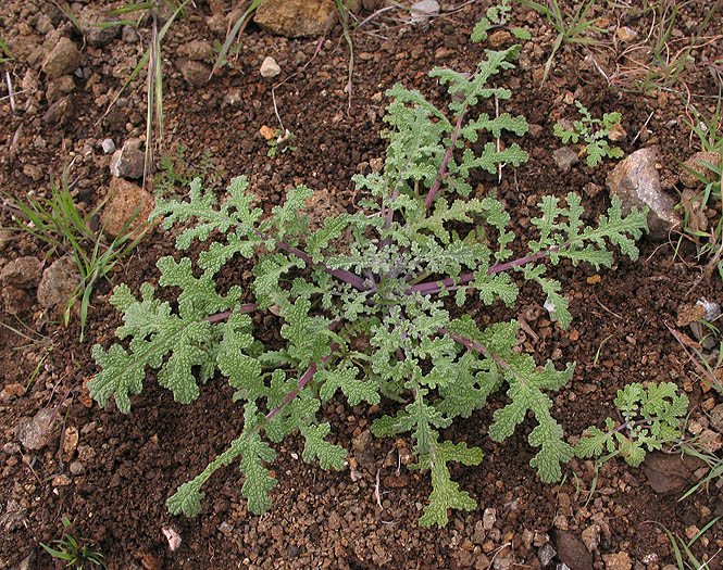Detailed Picture 5 of Salvia columbariae