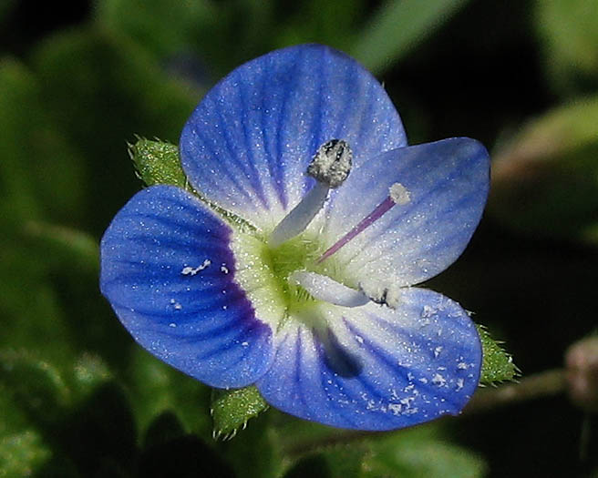 Detailed Picture 1 of Veronica persica