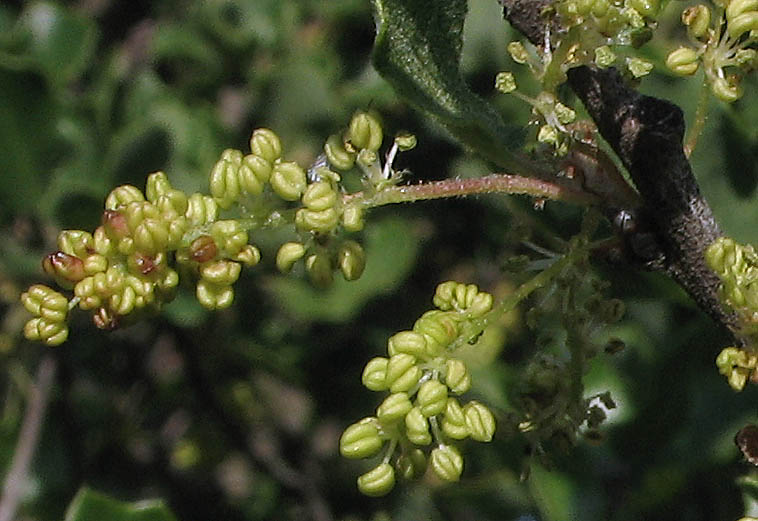 Detailed Picture 1 of Quercus berberidifolia