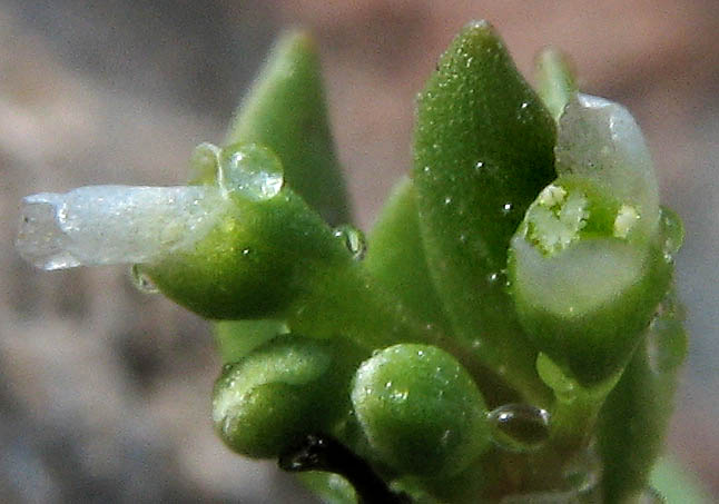 Detailed Picture 1 of Montia fontana