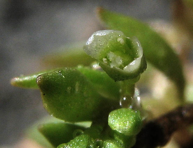 Detailed Picture 2 of Montia fontana
