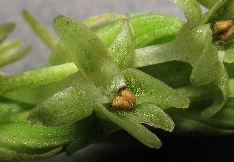 Detailed Picture 1 of Piperia elongata