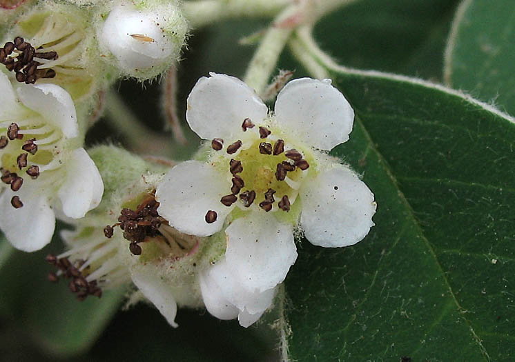 Detailed Picture 2 of Cotoneaster pannosus