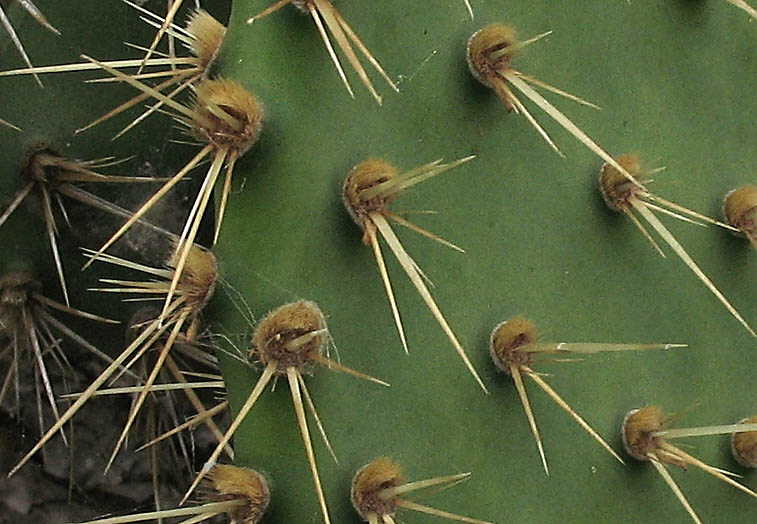 Detailed Picture 6 of Opuntia oricola