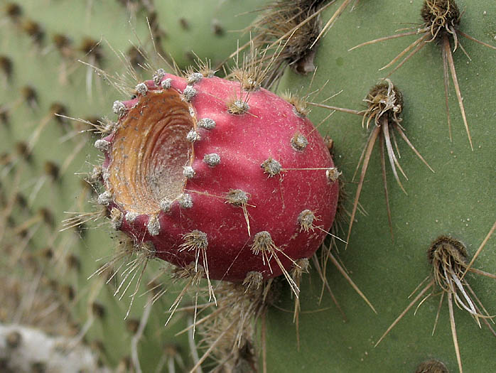 Detailed Picture 7 of Opuntia oricola