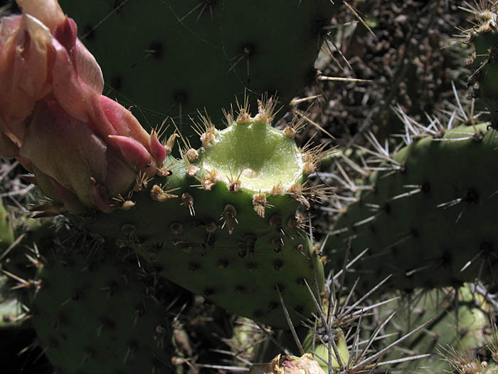 Detailed Picture 4 of Opuntia littoralis