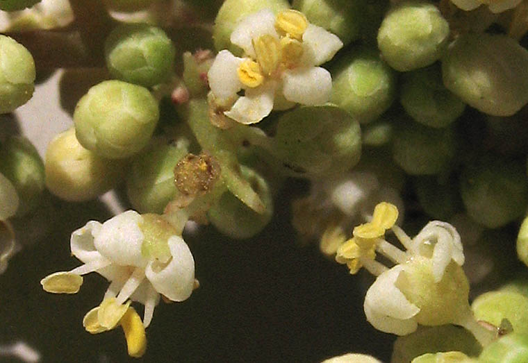 Detailed Picture 2 of Malosma laurina