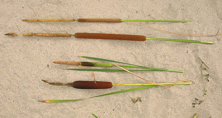 Detailed Picture 3 of Typha domingensis