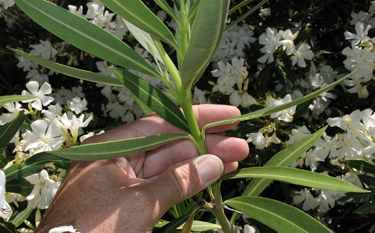Detailed Picture 8 of Nerium oleander