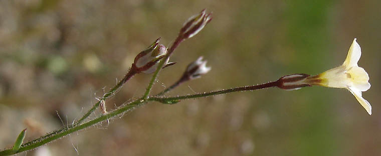 Detailed Picture 10 of Navarretia leptalea